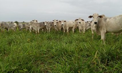 O resultado no pasto