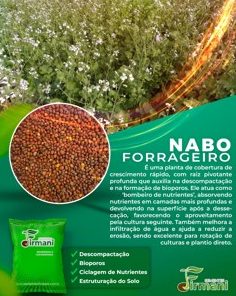 Nabo forrageiro florido em área de cobertura